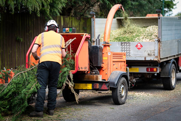 Best Stump Grinding and Removal  in Seabrook Farms, NJ