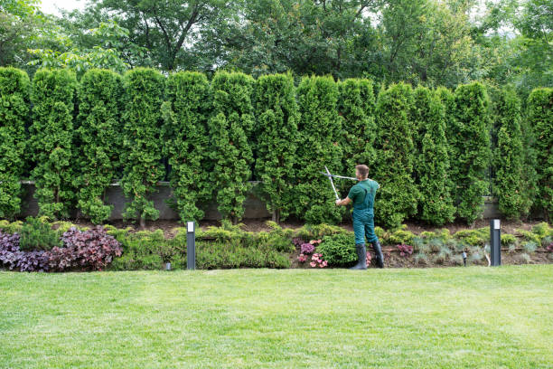 Best Tree Removal  in Seabrook Farms, NJ