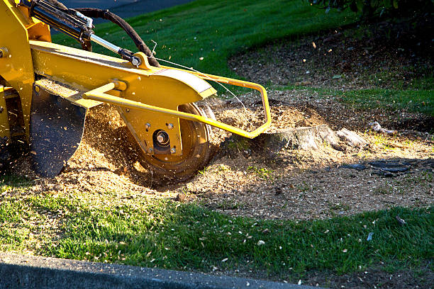 How Our Tree Care Process Works  in  Seabrook Farms, NJ